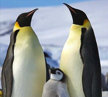 Emperor Penguin Facts