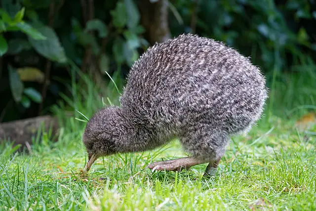 Kiwi Bird Facts For Kids - All About Kiwi Bird