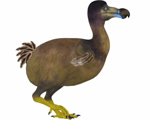 Why the Dodo Bird Went Extinct