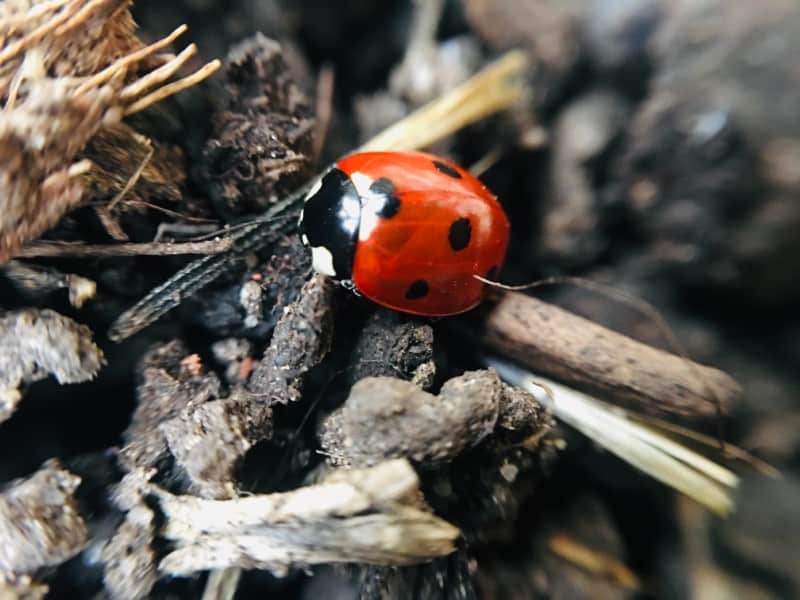 ladybugs hibernate