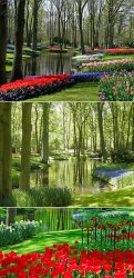 Keukenhof