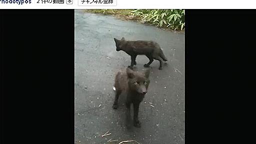 北海道で黒いキツネが発見される