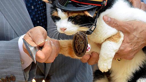 三毛猫「たま駅長」天国へ　和歌山電鉄、２８日に社葬：朝日新聞デジタル