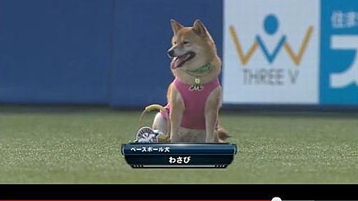 球場でモフモフ働くベースボール柴犬わさびがかわいい