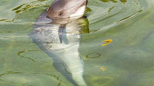 イルカは1日中ずっと餌を食べ続けなければならない不便な生き物だった (2/2) - ナゾロジー