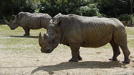 仏動物園に密猟者、シロサイ殺し角奪う 「前代未聞」の事件に衝撃