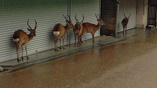 奈良公園の鹿、道路占有に続いて店舗を雨宿り目的で占拠ｗｗｗ : ぶる速-VIP