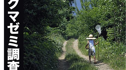 約10,000人と調査！クマゼミの北限は？