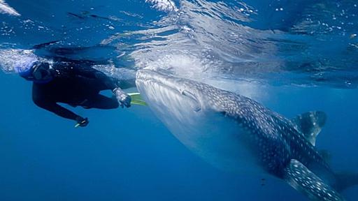 ジンベエザメ、6年間「寄生生物を採取した研究者」を掃除魚だと思い込む - ナゾロジー