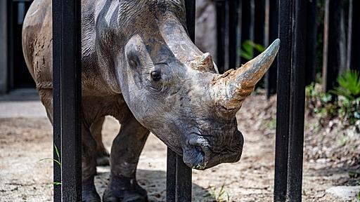 繁殖で対面の雄にびっくり、雌のサイ溺れ死ぬ オランダ