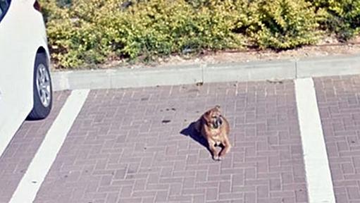 亡くなった愛犬のすべての写真を失ってしまった男性、グーグルストリートビューで偶然その姿を発見し感動のシェア！