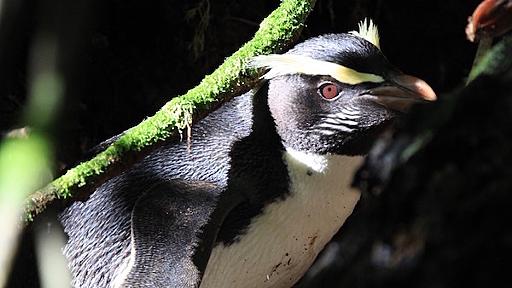 日本のペンギン史を変える「発見」！？ | プレタポルテ by 夜間飛行