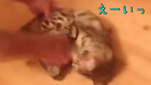 「もっと、もっと！」この子猫、モップにされるのが楽しくてしかたがないみたい…（動画） : らばQ