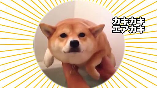 まだお風呂に入っていないのに入った気分で犬かきをする柴犬がカメみたいにかわいい : カラパイア