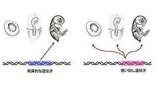 脊椎動物の基本構造が5億年以上変化しなかった理由 -　東大が明らかに