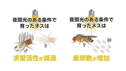 ハエの繁殖力が都市の明かりでアップ、メスの産卵数は2倍に