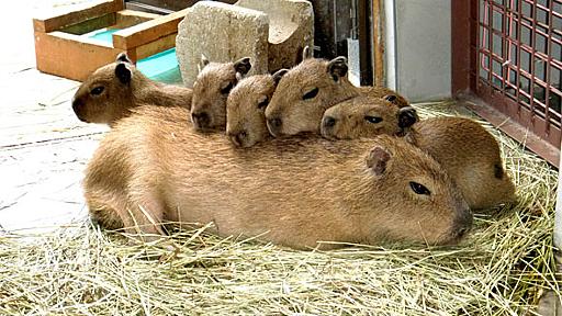 もふもふ大集合　カピバラ赤ちゃん11頭が那須どうぶつ王国で七夕にデビュー