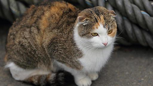 田代島猫景色 （続編69）先週末に、田代島に4匹の猫を捨てていった方へ : Cats in Town Blog