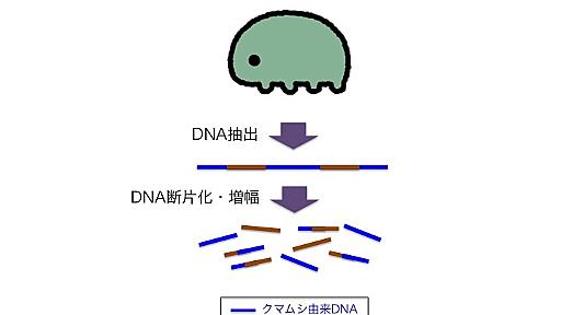 「クマムシに外来遺伝子17%」は真実か - クマムシ博士のむしブロ