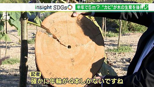 「年輪が4つしかない」5年で15mに！あっという間に伸びる木が地球温暖化防止の救世主に【SDGs】 | TBS NEWS DIG