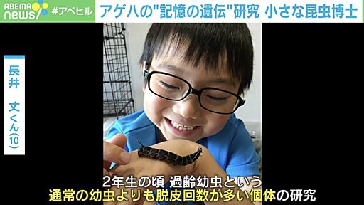 「蝶は神様です」…10歳少年の「アゲハの“記憶の遺伝”研究」に世界が驚愕！ “海外の大学教授に手紙を送る積極性”にも脱帽 | 国内 | ABEMA TIMES | アベマタイムズ