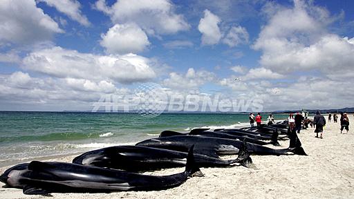 ニュージーランドでクジラの大量座礁、61頭死亡