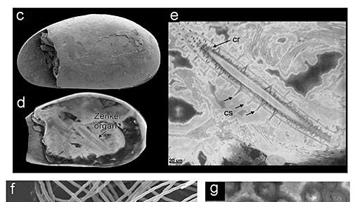 世界最古の精子、1700万年前の化石から発見