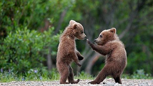 動物のキュンとくる画像ください : まめ速