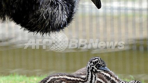 エミューのよちよち散歩、ドイツの動物園