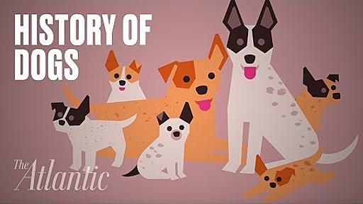 The Origin of Dogs - YouTube