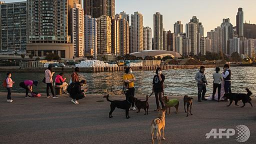 『香港の犬、新型ウイルス検査で弱陽性反応 感染者のペット』へのコメント