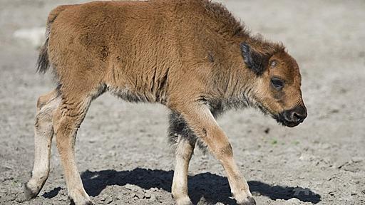 米公園で赤ちゃんバイソン安楽死、観光客の「善意」があだに