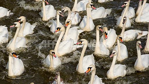 ハクチョウの引っ越し、夏を過ごす川へ ドイツ