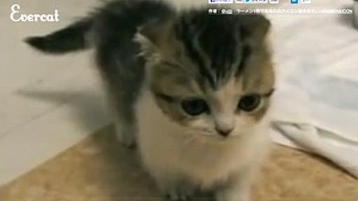 猫の動画を“無限”に眺められるWebサイト「Evercat」　YouTubeから次々と自動再生 - はてなニュース