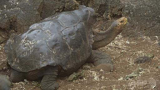 一代で子孫800匹の絶倫ガメ、種を絶滅から救う ガラパゴス諸島