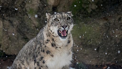 雪の日のユキヒョウ＆オオカミ：東京が大雪だったので多摩動物公園に行ってきた - I AM A DOG