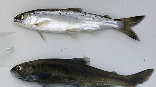 "Extinct" Salmon Discovered in Japanese Lake