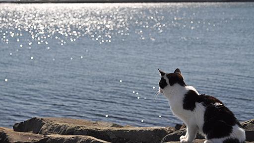 猫好き必見！一度は行きたい猫だらけの島「猫島」６選 - おすすめ旅行を探すならトラベルブック(TravelBook)