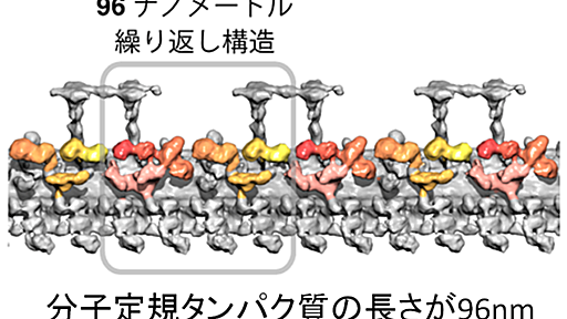 細胞内で分子モーターを規則的に配置させる「分子定規タンパク質」が見つかった - アレ待チろまん