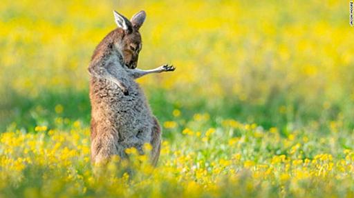 エアギターをするカンガルー？、「コメディー野生動物写真賞」の大賞発表