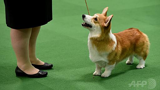 韓国人の男、隣家の犬を殺し肉食べる夕食会開催 飼い主を招待も