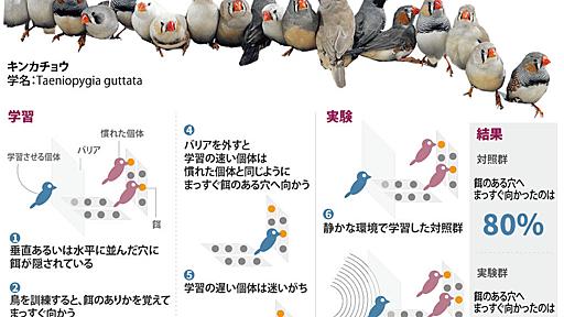 交通騒音、鳥の認識能力とコオロギの生殖に悪影響