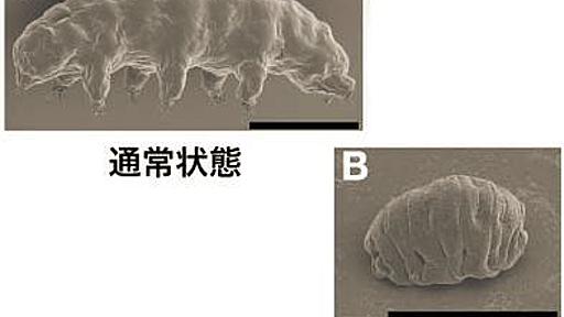 東大、クマムシからヒト細胞の放射線耐性までも向上させるタンパク質を発見