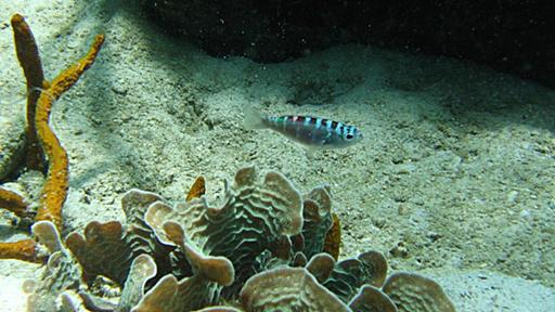 オスがメスに、メスがオスに1日20回も変わる魚