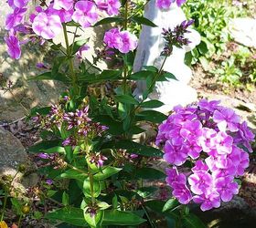 phlox, gardening, The smell is so nostalgic