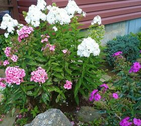 phlox, gardening