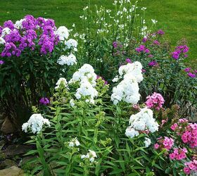 phlox, gardening