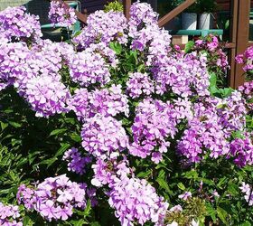 phlox, gardening