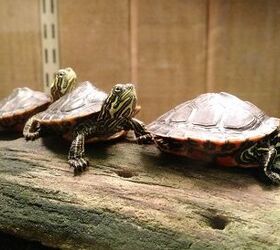 alabama red bellied turtle