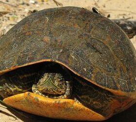 alabama red bellied turtle